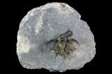 Spiny Ceratarges Trilobite - Zireg, Morocco #125142-2